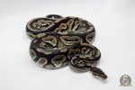 4806 1.0 CINNAMON YELLOW BELLY OR ASPHALT HET PIEBALD - Image 2