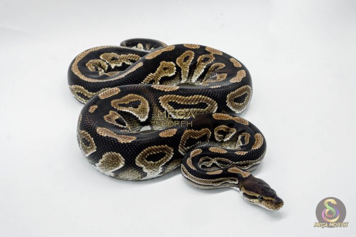 4806 1.0 CINNAMON YELLOW BELLY OR ASPHALT HET PIEBALD - Image 2