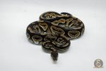 4806 1.0 CINNAMON YELLOW BELLY OR ASPHALT HET PIEBALD - Image 3