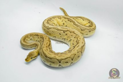 4810 1.0 PINSTRIPE PASTEL YELLOW BELLY