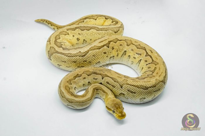 4810 1.0 PINSTRIPE PASTEL YELLOW BELLY - Image 2