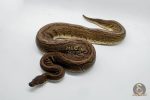 4811 1.0 PINSTRIPE BLACK PASTEL YELLOW BELLY BELLY
