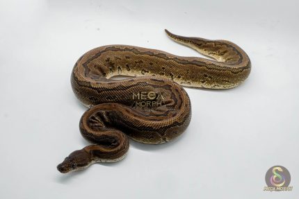 4811 1.0 PINSTRIPE BLACK PASTEL YELLOW BELLY BELLY