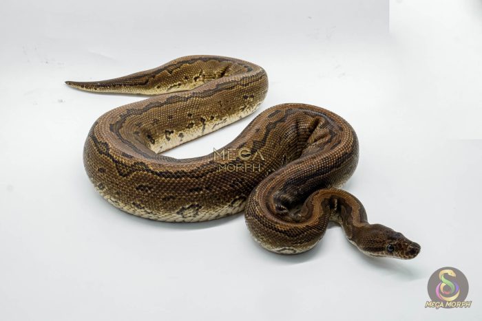 4811 1.0 PINSTRIPE BLACK PASTEL YELLOW BELLY BELLY - Image 2