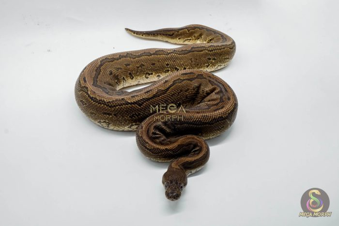 4811 1.0 PINSTRIPE BLACK PASTEL YELLOW BELLY BELLY - Image 3