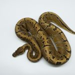 4816 1.0 PINSTRIPE ENCHI YELLOW BELLY