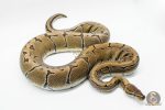 4816 1.0 PINSTRIPE ENCHI YELLOW BELLY - Image 2
