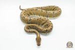 4816 1.0 PINSTRIPE ENCHI YELLOW BELLY - Image 3