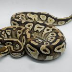 4818 0.1 PASTEL MOJAVE YELLOW BELLY