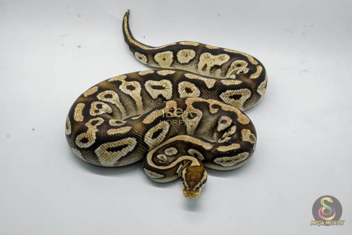 4818 0.1 PASTEL MOJAVE YELLOW BELLY - Image 3