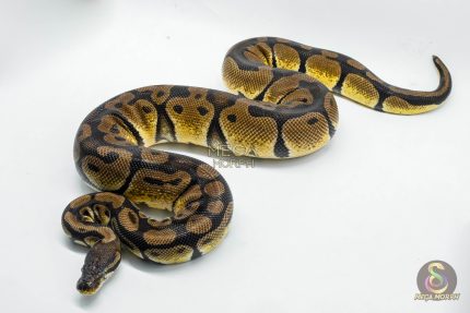 4920 0.1 ORANGE DREAM PASTEL HET DESERT GHOST