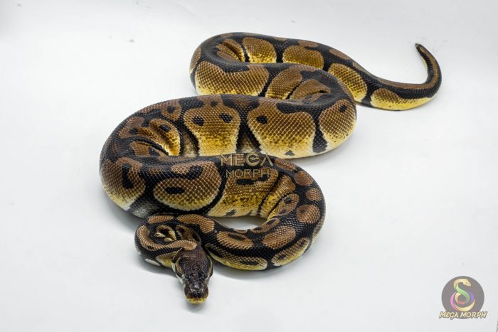 4920 0.1 ORANGE DREAM PASTEL HET DESERT GHOST - Image 2