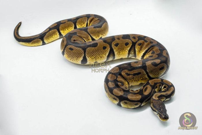 4920 0.1 ORANGE DREAM PASTEL HET DESERT GHOST - Image 3