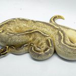 4924 1.0 ORANGE DREAM YELLOW BELLY ASPHALT