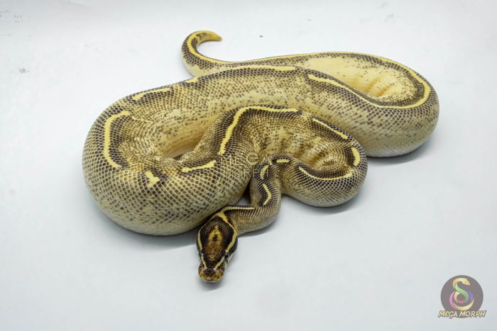 4924 1.0 ORANGE DREAM YELLOW BELLY ASPHALT - Image 3