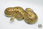 4927 0.1 PASTEL YELLOW BELLY CLOWN CLOWN