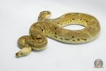 4934 1.0 SUPER PASTEL YELLOW BELLY CLOWN