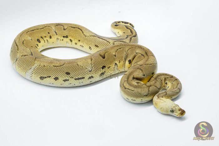 4934 1.0 SUPER PASTEL YELLOW BELLY CLOWN - Image 2