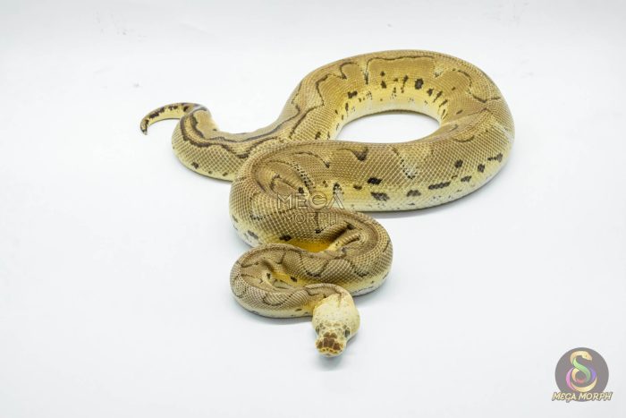 4934 1.0 SUPER PASTEL YELLOW BELLY CLOWN - Image 3