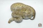 4935 0.1 PASTEL YELLOW BELLY CLOWN