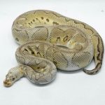 4935 0.1 PASTEL YELLOW BELLY CLOWN