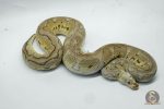 4935 0.1 PASTEL YELLOW BELLY CLOWN - Image 2