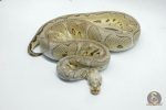 4935 0.1 PASTEL YELLOW BELLY CLOWN - Image 3