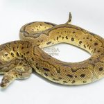 4936 0.1 PASTEL CLOWN