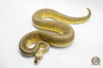 4937 1.0 SUPER PASTEL PINSTRIPE HET DESERT GHOST