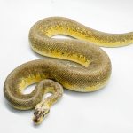 4937 1.0 SUPER PASTEL PINSTRIPE HET DESERT GHOST