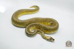 4937 1.0 SUPER PASTEL PINSTRIPE HET DESERT GHOST - Image 2