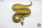 4937 1.0 SUPER PASTEL PINSTRIPE HET DESERT GHOST - Image 3