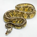 4939 0.1 PASTEL FIRE HET DESERT GHOST