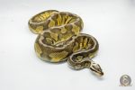 4939 0.1 PASTEL FIRE HET DESERT GHOST - Image 2
