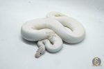 4940 1.0 IVORY PIEBALD POSSIBLE LEOPARD