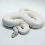 4940 1.0 IVORY PIEBALD POSSIBLE LEOPARD