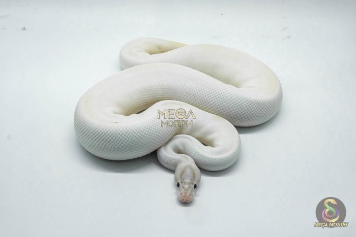 4940 1.0 IVORY PIEBALD POSSIBLE LEOPARD - Image 2