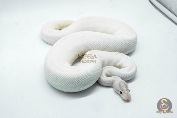 4940 1.0 IVORY PIEBALD POSSIBLE LEOPARD - Image 3