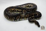 5008 0.1 SUPER BLACKHEAD HET PIEBALD - Image 2