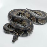 5010 0.1 BLACKHEAD HET PIEBALD