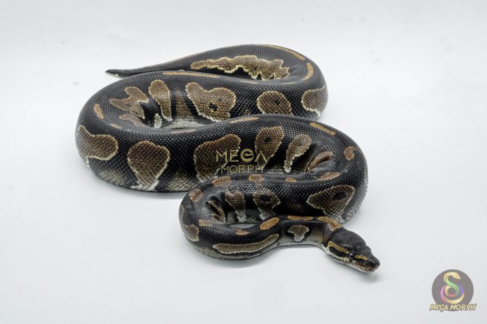 5010-2-1.jpg 5010 0.1 BLACKHEAD HET PIEBALD - Image 2
