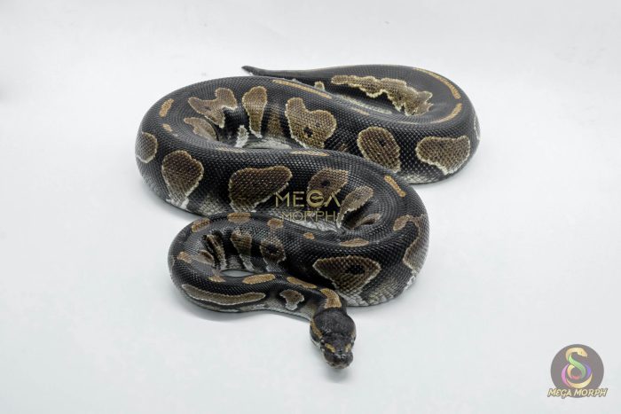 5010-3-1.jpg 5010 0.1 BLACKHEAD HET PIEBALD - Image 3