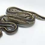 5011 0.1 BLACKHEAD MOJAVE HET PIEBALD