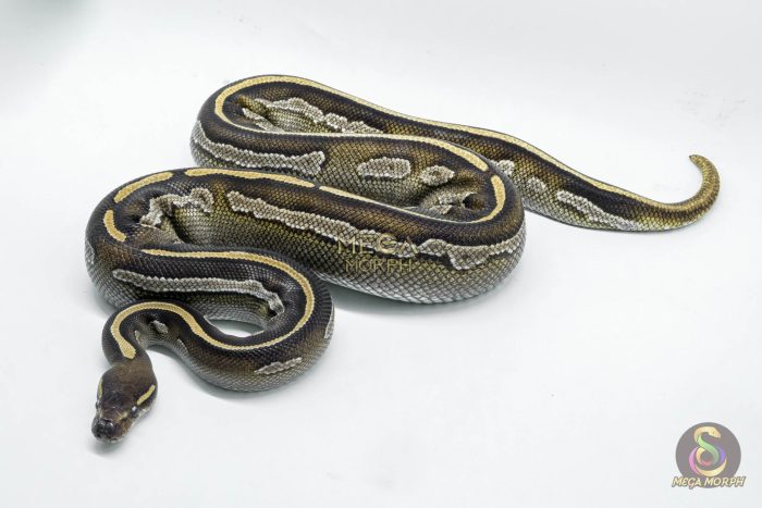 5011-1-1.jpg 5011 0.1 BLACKHEAD MOJAVE HET PIEBALD - Image 1