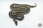 5011 0.1 BLACKHEAD MOJAVE HET PIEBALD - Image 2