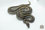 5011 0.1 BLACKHEAD MOJAVE HET PIEBALD - Image 3
