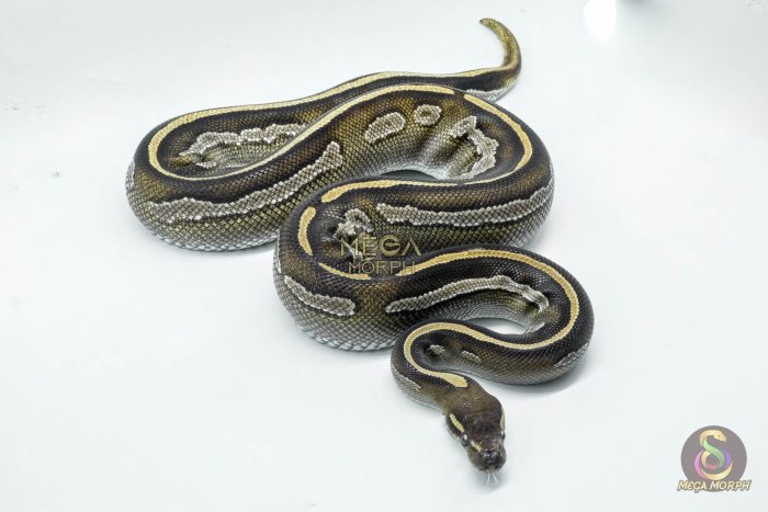 5011-3-1.jpg 5011 0.1 BLACKHEAD MOJAVE HET PIEBALD - Image 3