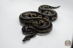 5012 0.1 SUPER BLACKHEAD HET PIEBALD