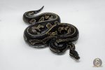 5012 0.1 SUPER BLACKHEAD HET PIEBALD - Image 2