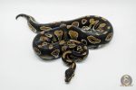 5013 0.1 BLACKHEAD HET PIEBALD